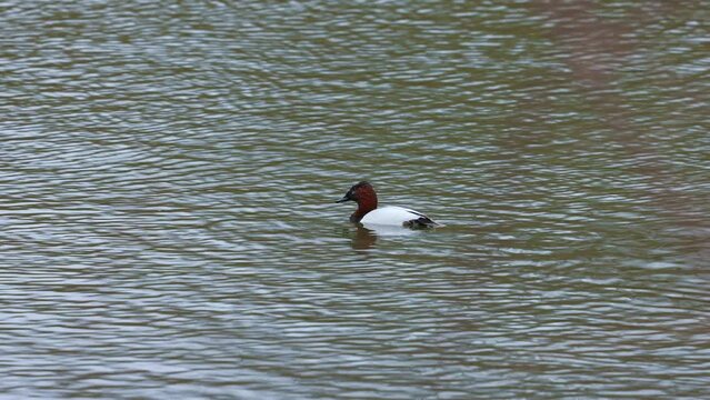 Canvasback duck swimming in water.