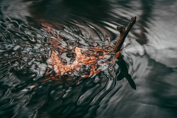 a dried leaf floating on top of water next to some brown twigs