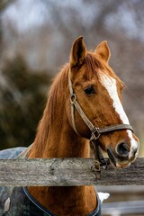 Obraz premium a horse in a blue sweater is looking over a fence