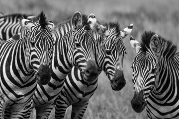 Fototapeta na wymiar Zebras in the Masai Mara