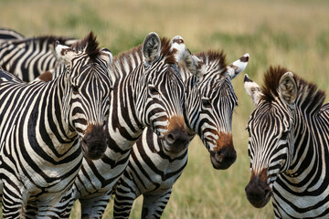 Fototapeta na wymiar Zebras in the Masai Mara
