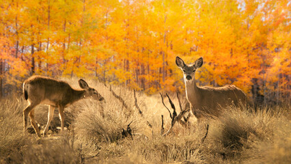 Two black-tailed deer  grazing near an aspen forest in autumn, Big Pine, Inyo County, California, USA