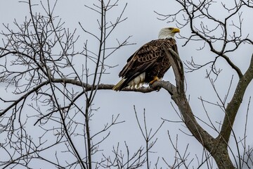 a bald eagle perched in the top branches of a tree