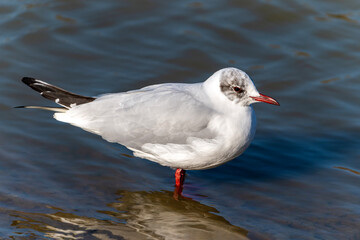 Black headed Gull ( Larus ridibundus) a seagull waterfowl bird with a red bill and red legs, stock photo image