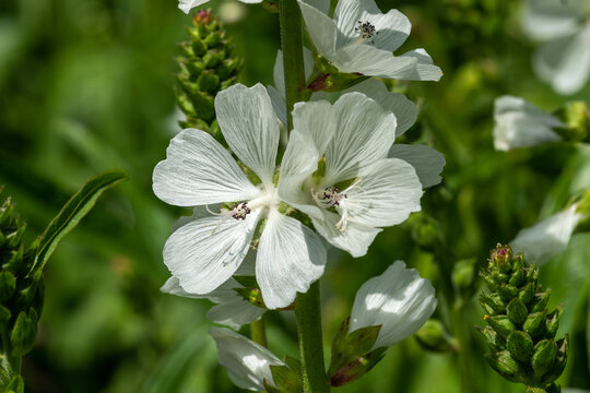 Sidalcea candida a summer flowering plant with a white summertime flower commonly known as prairie mallow, stock photo image