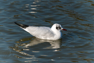 Black headed Gull ( Larus ridibundus) a seagull waterfowl bird with a red bill and red legs, , stock photo image