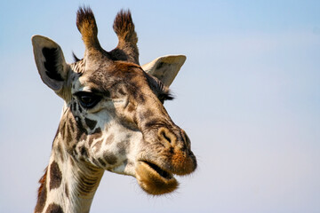 Portrait of a Giraffe