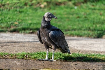 Selective focus of the vulture (Cathartes aura) on the ground looking aside with a blurry background