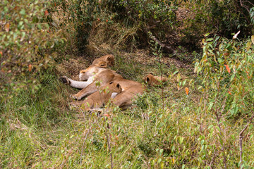 A lion cub in the masai mara