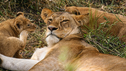 A lion cub in the masai mara