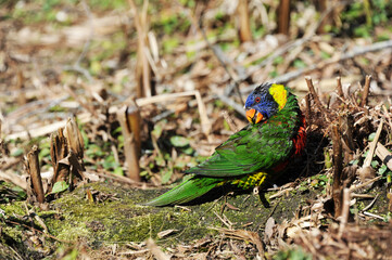 Vanity in the Bird World
