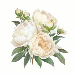 Hand drawn watercolor illustration of beautiful white Peony. Vector, Isolated on white background. Element for design of invitations, movie posters, fabrics and other objects. © Mashaki