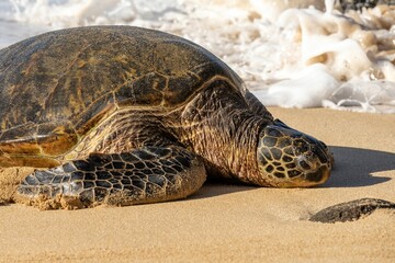 Big sea turtle on Laniakea Beach, also known as Turtle Beach, Oahu, Hawaii