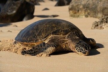 Big sea turtle on Laniakea Beach, also known as Turtle Beach, Oahu, Hawaii