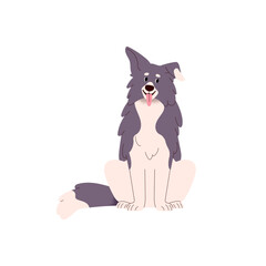 Funny dog portrait of Border Collie breed. Cute doggy sitting with tongue out. Adorable bicolor companion canine animal, sheepdog, friendly pet. Flat vector illustration isolated on white background