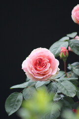 La rose 