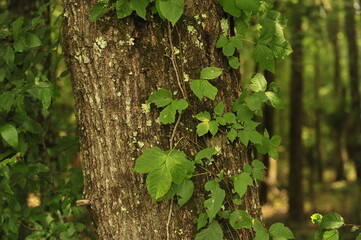 Poison ivy on tree