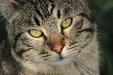 close up of a cat