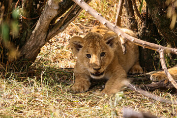 A lion cub in the masai mara