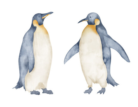 Watercolor Emperor Penguins. Hand drawn illustration isolated on white background. Drawing of Antarctic animals in pastel colors. Sketch of polar bird. Sketch for logo or icon. North character.