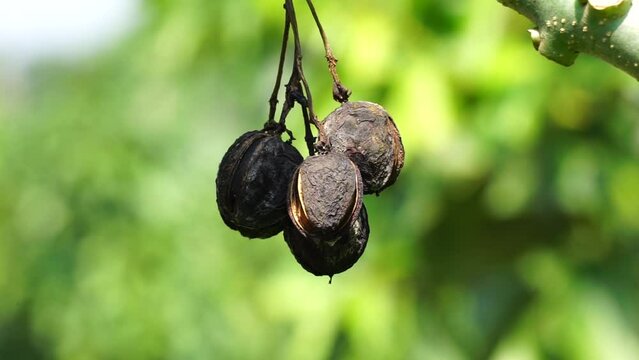 The fruit of Jatropha curcas (Also called jarak pagar, physic nut, Barbados nut, poison nut, bubble bush, castor oil plant, hedge castor oil plant) leaves. Indonesian use the latex to stop bleeding