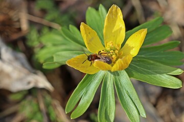 Weibliche Zweifarbige Sandbiene (Andrena bicolor) auf Winterling (Eranthis hyemalis)