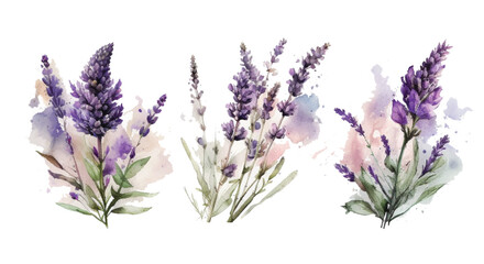 Lavender set Vector watercolor. Beautiful floral bouquets isolated on white background illustration