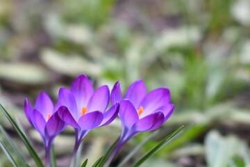 Piękne delikatne kwiaty krokusa wielkokwiatowego, odmiana 'Flower Record'