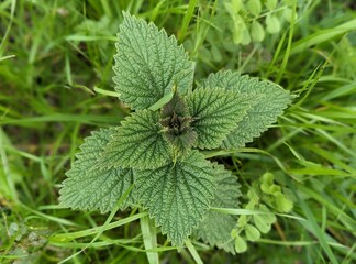 close up of green common nettle in the Tennessee Valley Hiking Trail