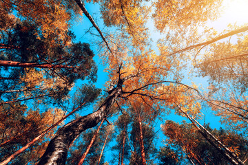 Autumn colorful crowns of trees against the blue sky. Crowns of trees against the sky in autumn.