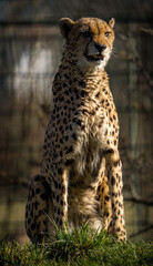 Naklejka na ściany i meble cheetah is wild cat in nature park