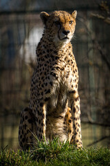 cheetah is wild cat in nature park
