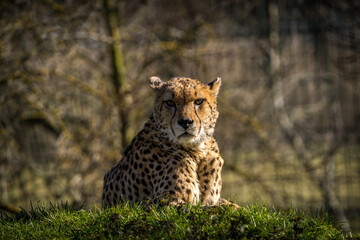 cheetah is wild cat in nature park