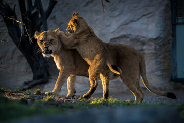 Obraz na płótnie Canvas barbary lion in nature park