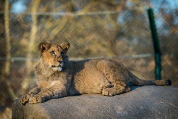 barbary lion in nature park