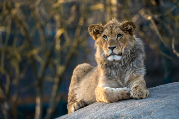 Fototapeta na wymiar barbary lion in nature park