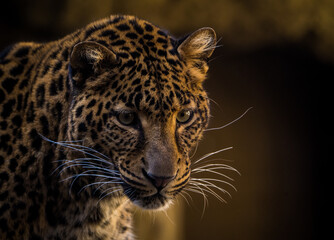 leopard portrait in nature park