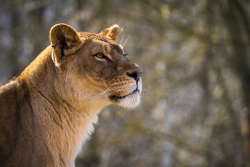 barbary lion in nature park - 583185702