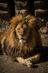 Naklejka premium barbary lion in nature park