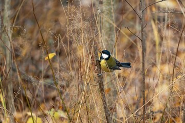Close-up shot of a Great tit holding on to a branch