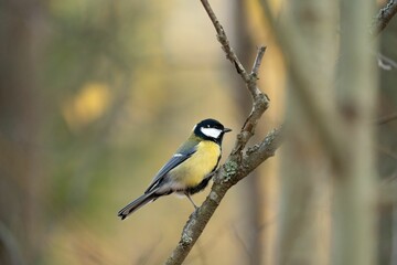 Naklejka premium Closeup of great tit (Parus major) resting on a tree branch