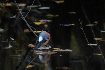 Close-up shot of a Eurasian bullfinch sitting on a branch in the water
