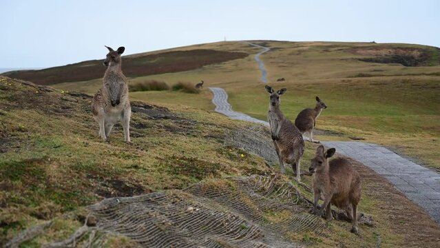 Kangaroos with a winding path in Australia