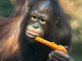 Obraz premium orang-utan