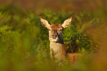 Close up of a red deer hind in bracken