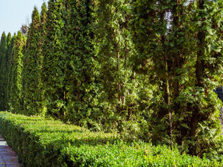 High green thuas and bushes growing along the concrete slab alley