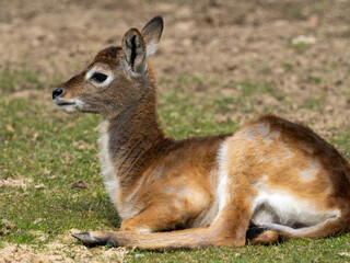 Antilope