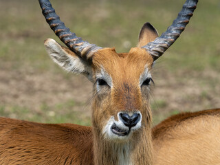 Antilope