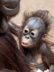 orang-utan