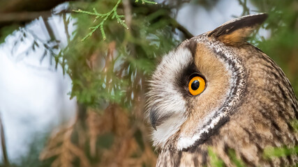 A long-eared owl looks ahead